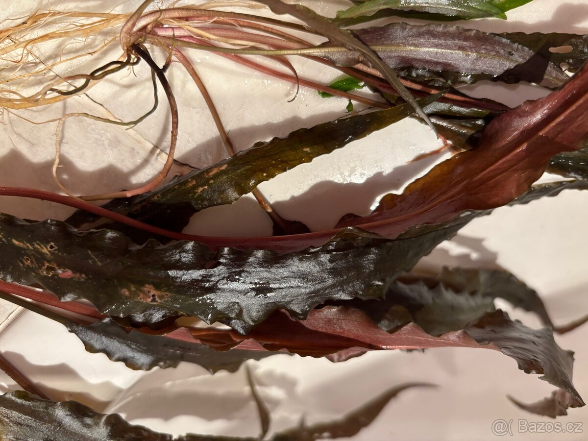 Cryptocoryne undulata - 2