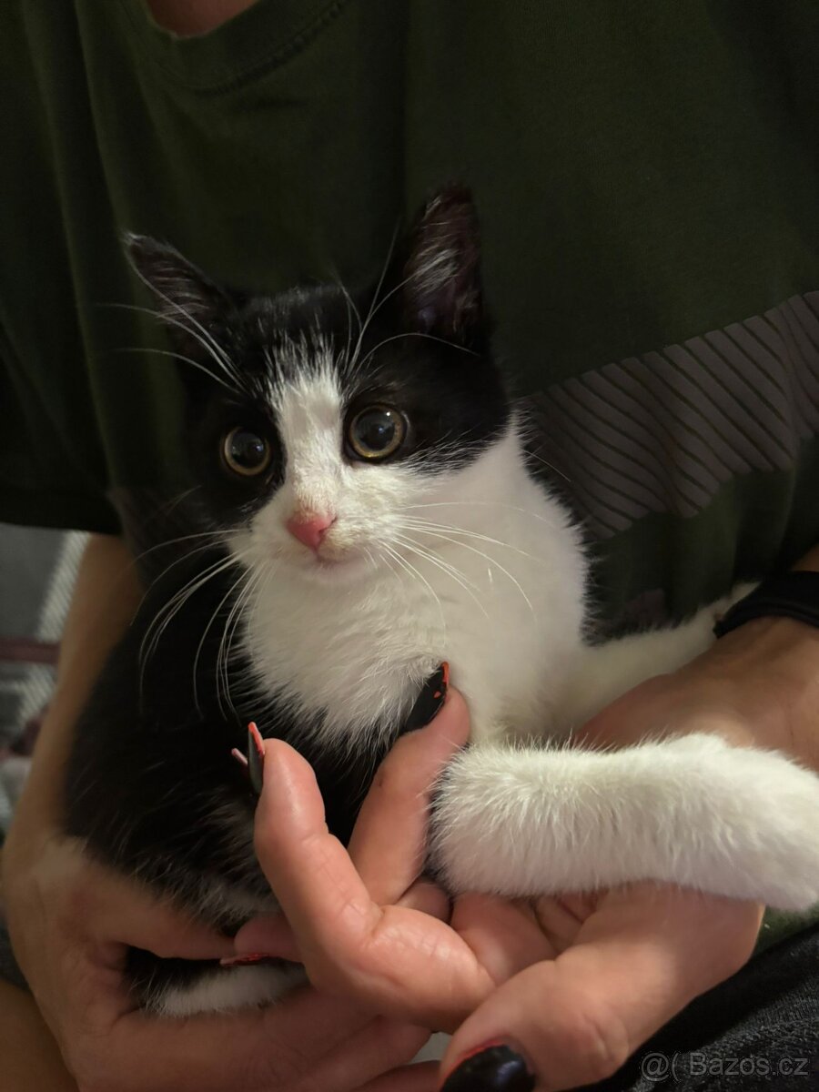 Daruji kotě - 2