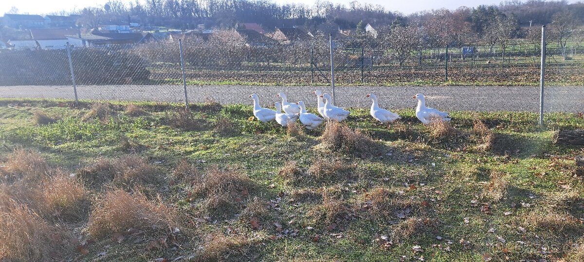 Husa Česká, kachna pižmová - 2