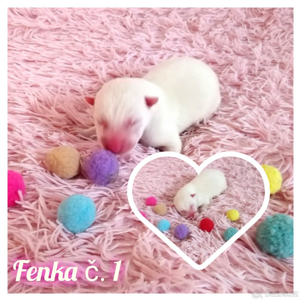 Sibírsky husky hasky - 2