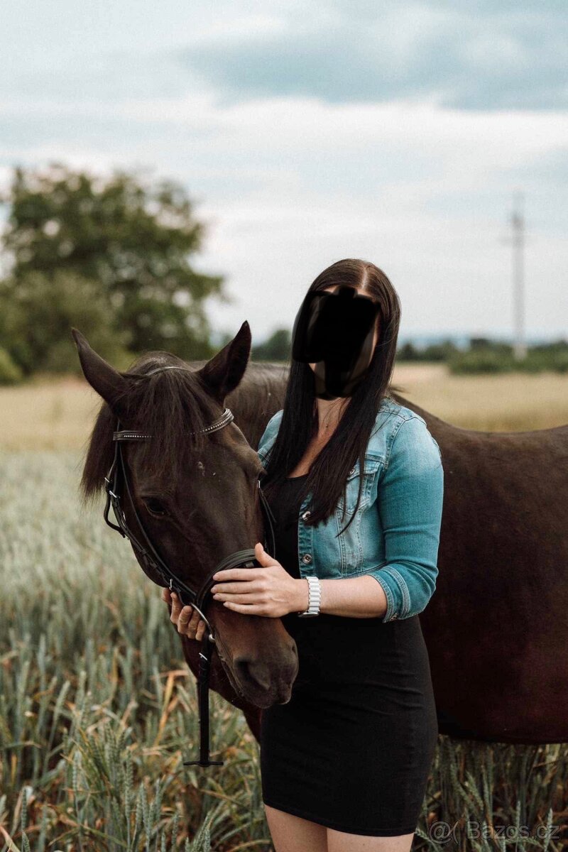 A 1/1 a český teplokrevník - 2