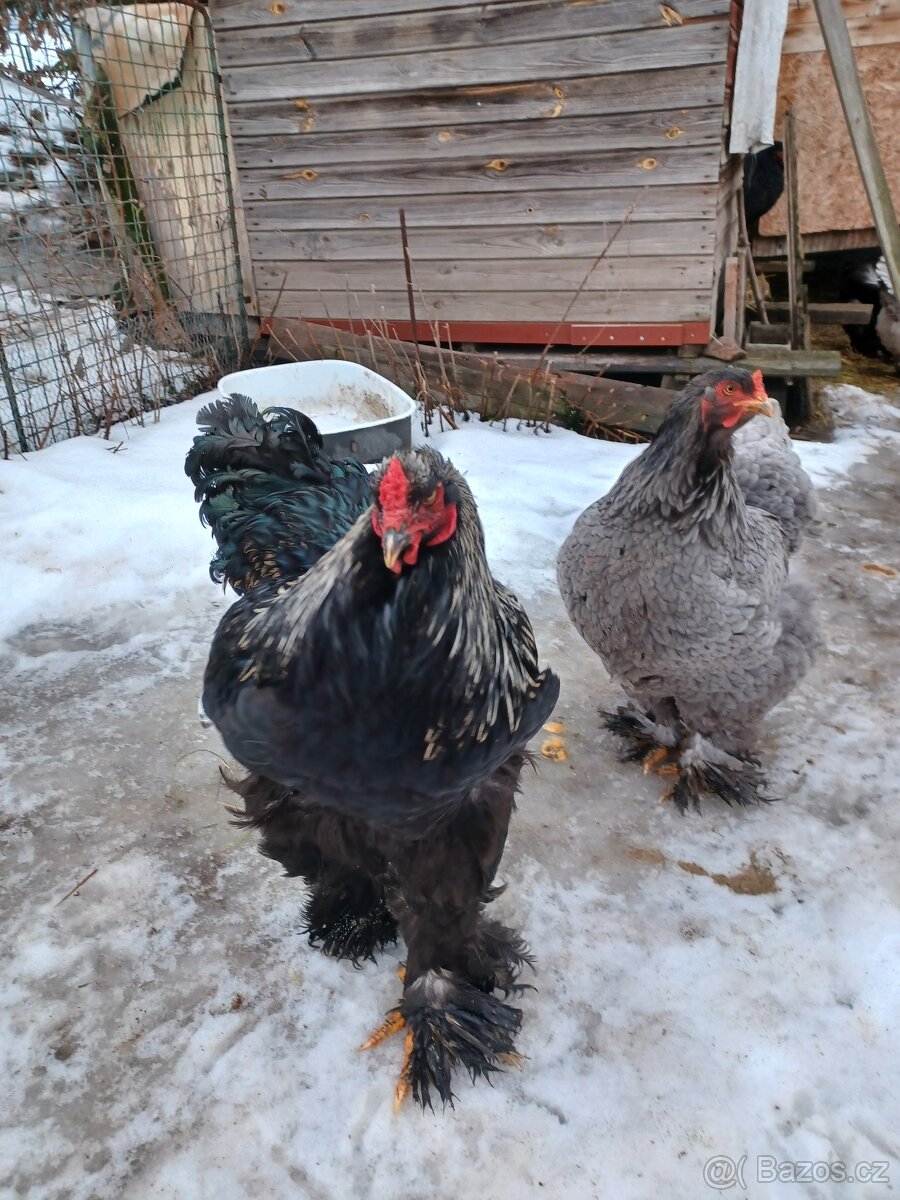 Brahmánka velká - 2