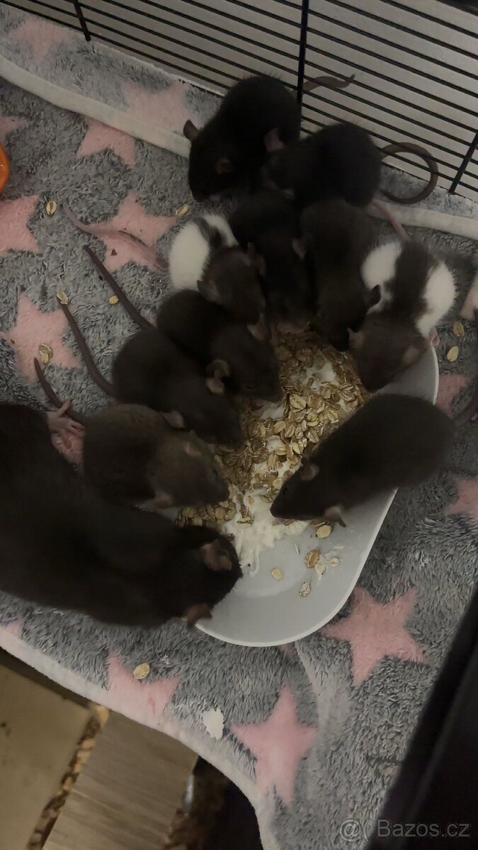 Potkánci k odběru - 2