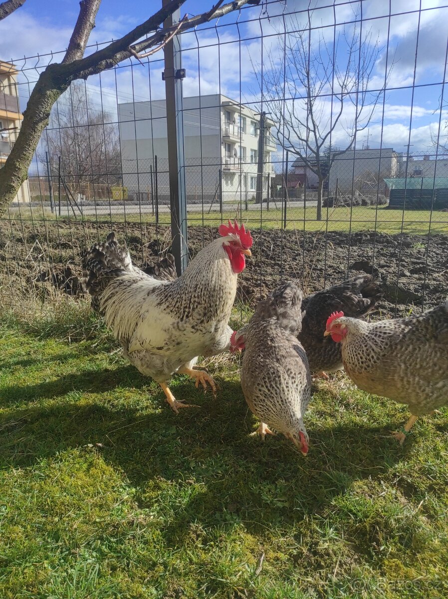 Bielefeld strieborné NV - 2