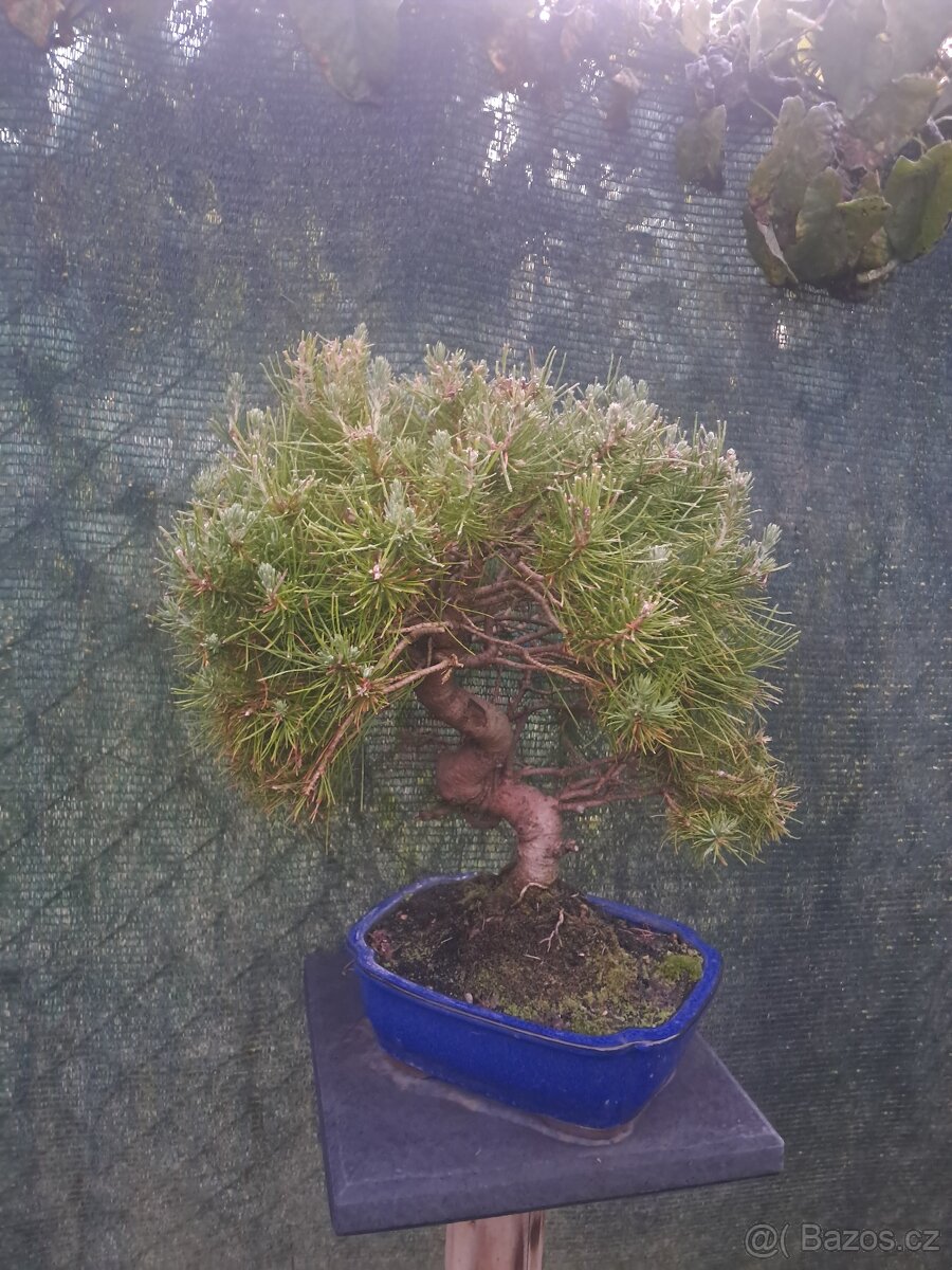 Bonsaj,bonsai Borovice různé druhy - 2