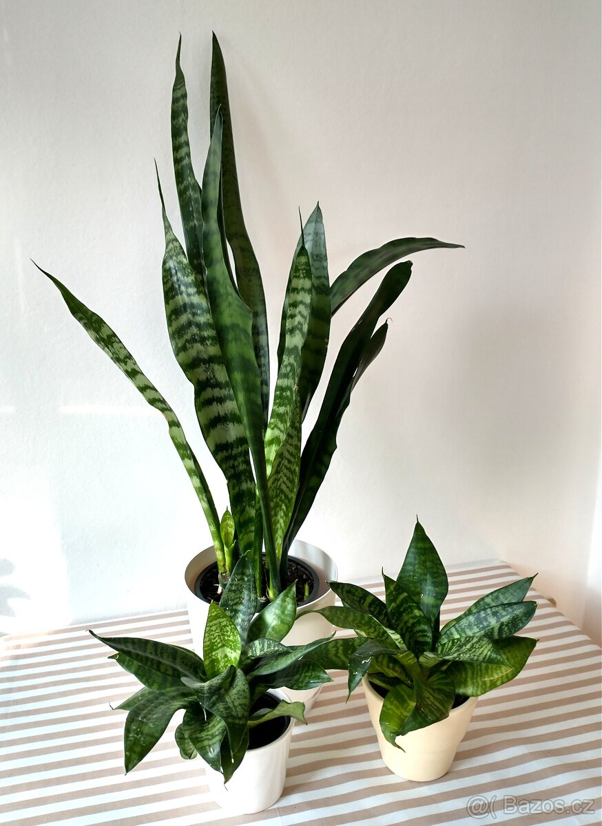 Sanseviera - tchýnin jazyk - 2