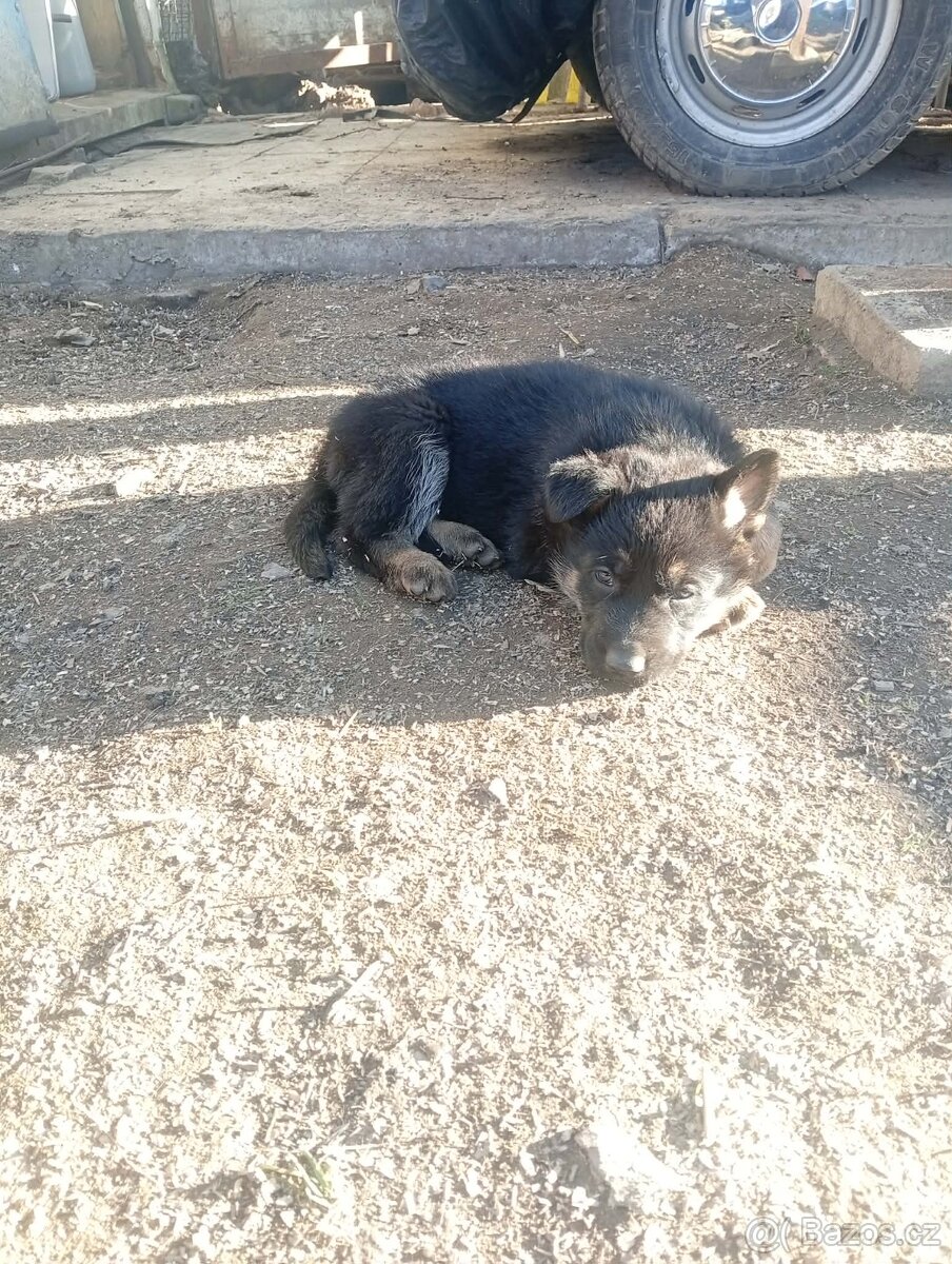 Štěňata Německého ovčáka bez pp - 2