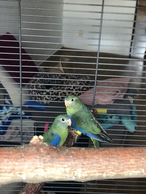 Neoféma Tyrkysová - 2