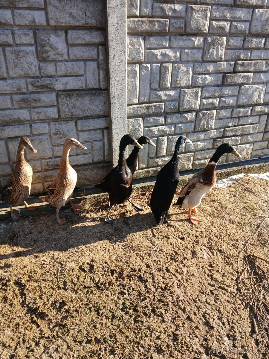 Indický běžec černé - 2