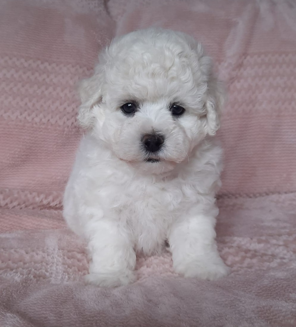 Bišonek - Bichon a poil Frisé - 2