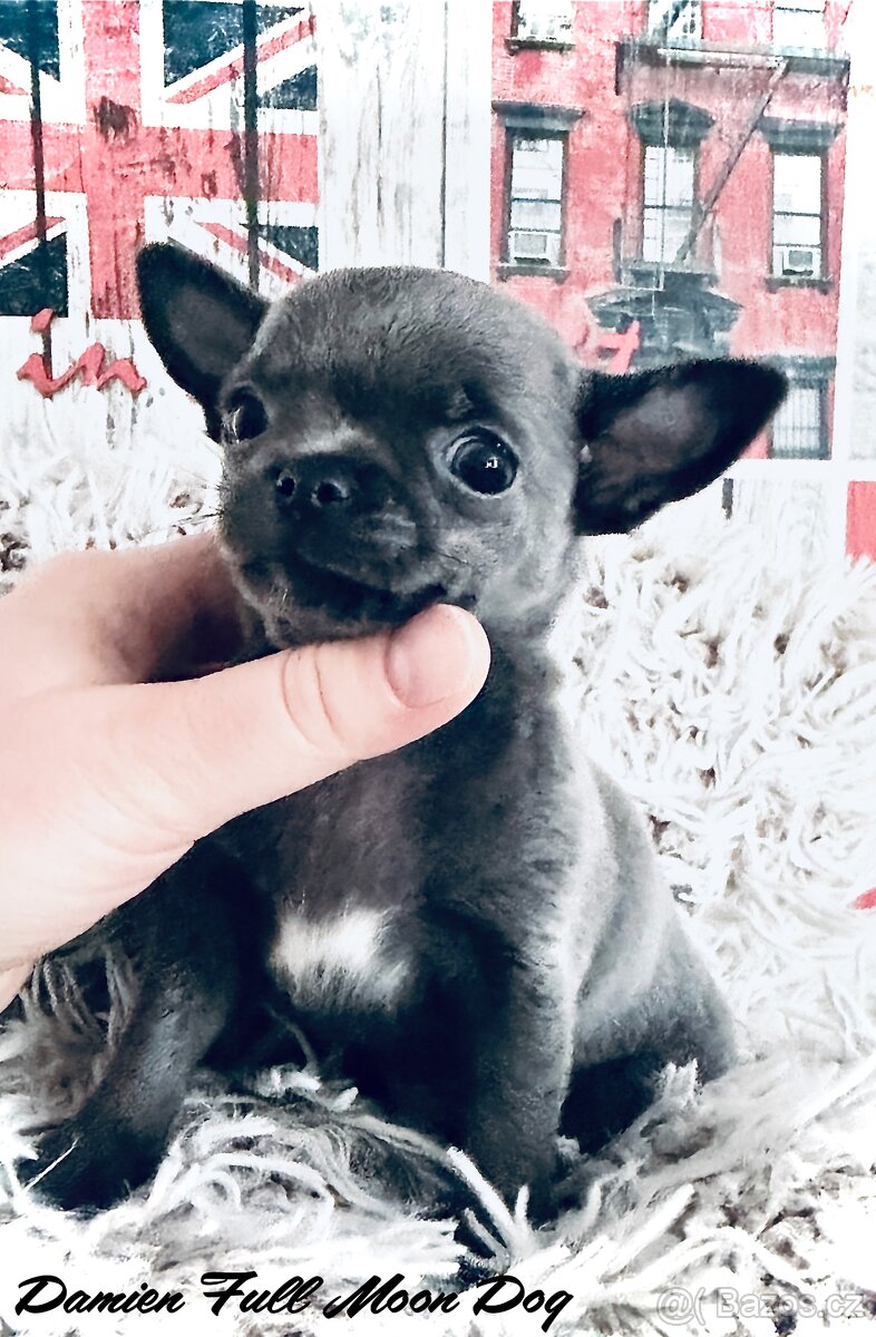 Čivava s PP k rezervaci - 2