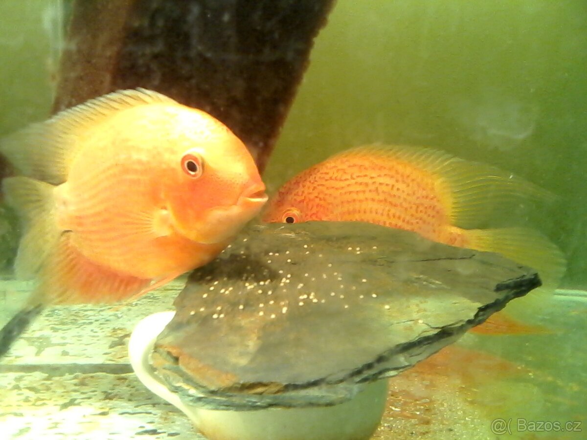 Heros severum red spot - 2