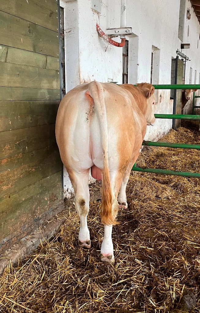 Plemenný býk Blonde ď Aquitaine - 2