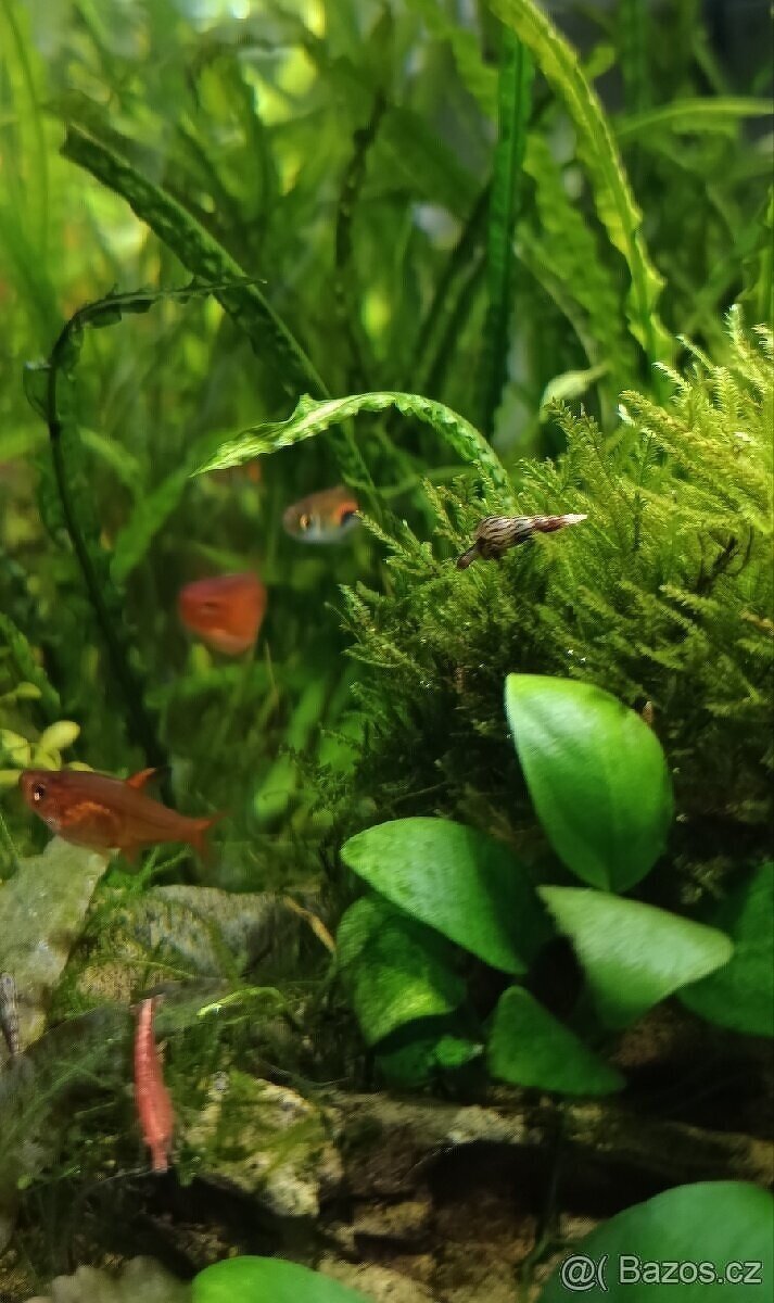 Piskořka vežovitá, akvarijní šnek (Melanoides tuberculata) - 2