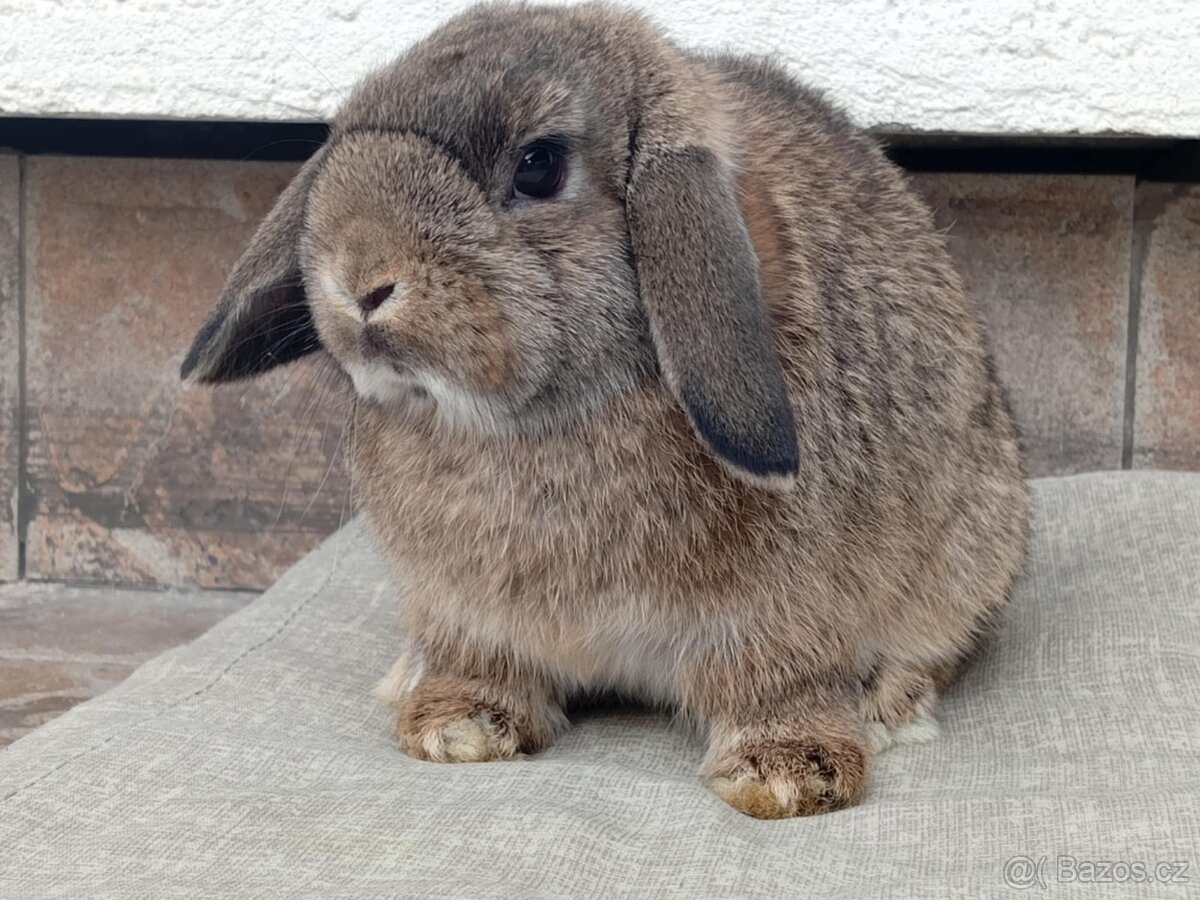 Samička Zakrslý Beránek MiniLop ❤️ - 2