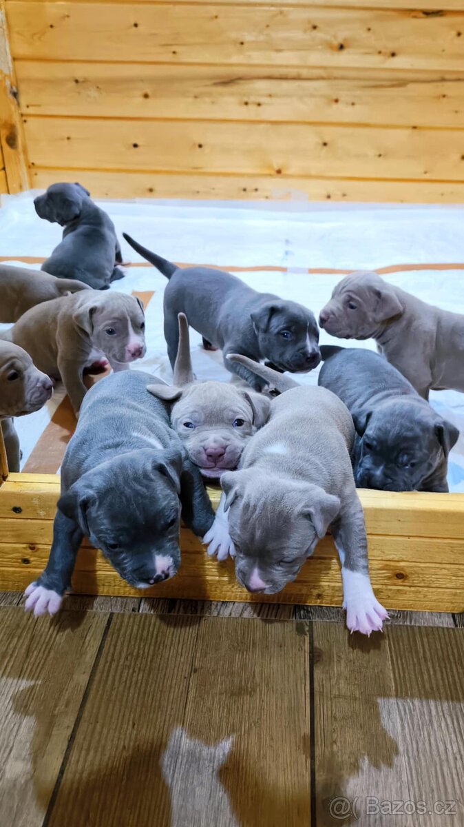 American Bully XL (reg. ABKC) Modrá a Šampaň štěňátka - 2