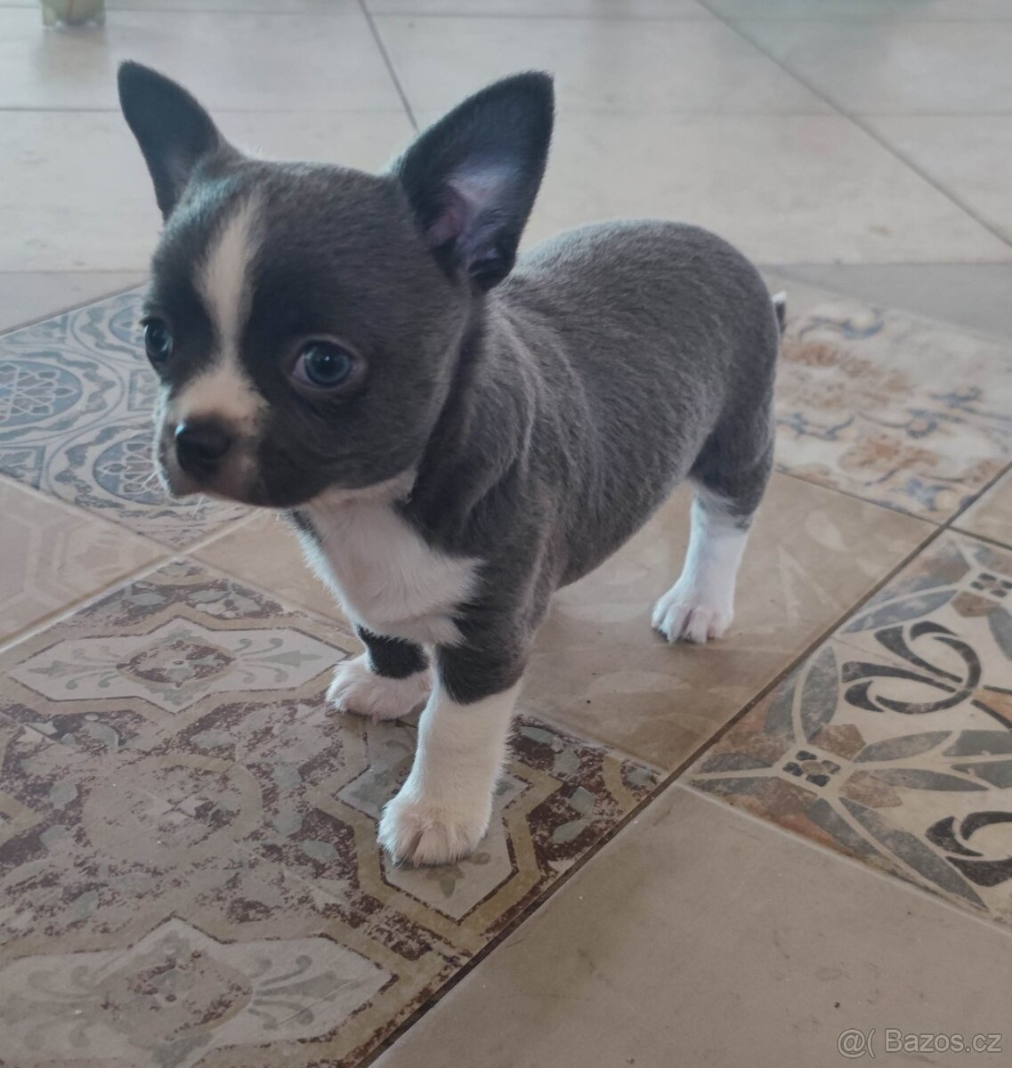 Čivava krátkosrstá s PP FCI - 2