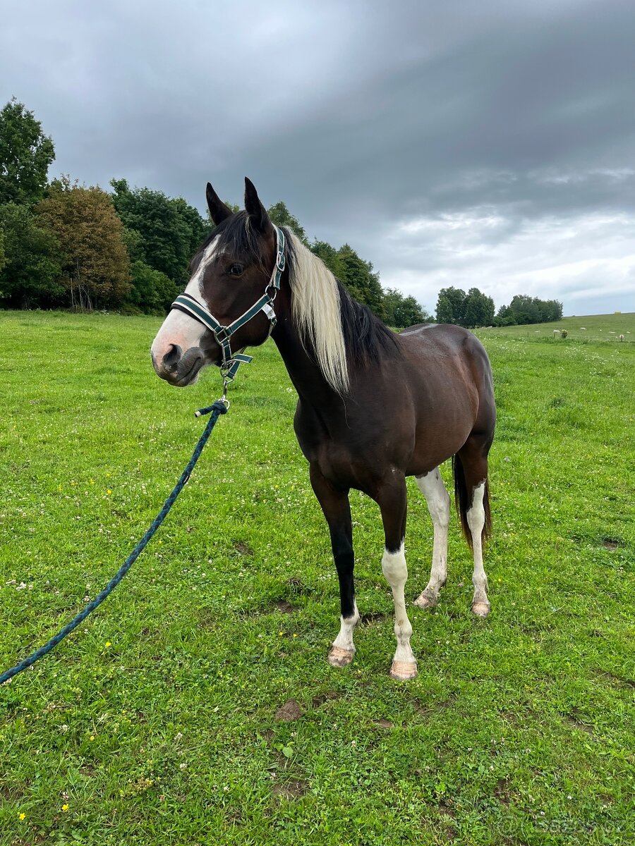 2,5 letá APH klisna - 2