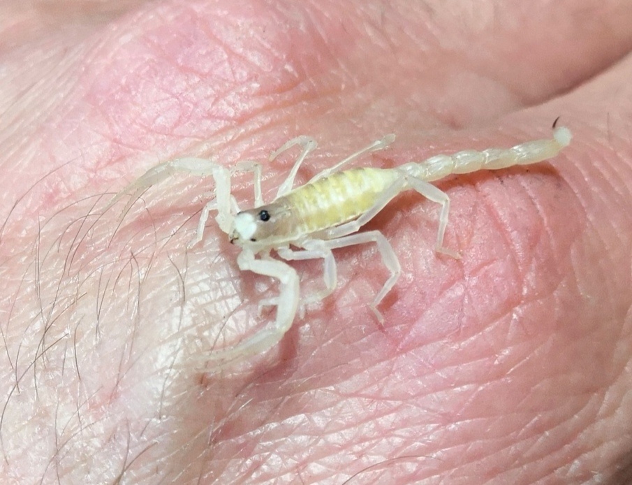 Štíř Scorpion heterometrus, Hottentota, parabuthus atd - 2