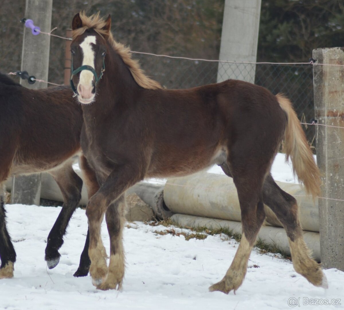 Welsh cob - 2