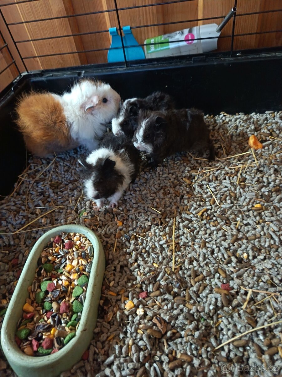 Prodám morčata - 2