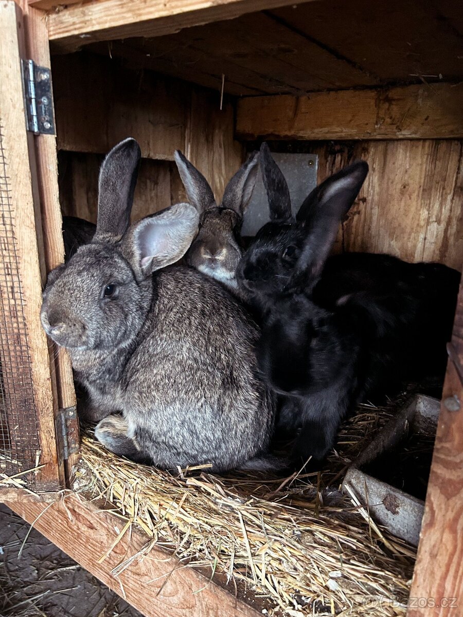 Lonští králíci - 2