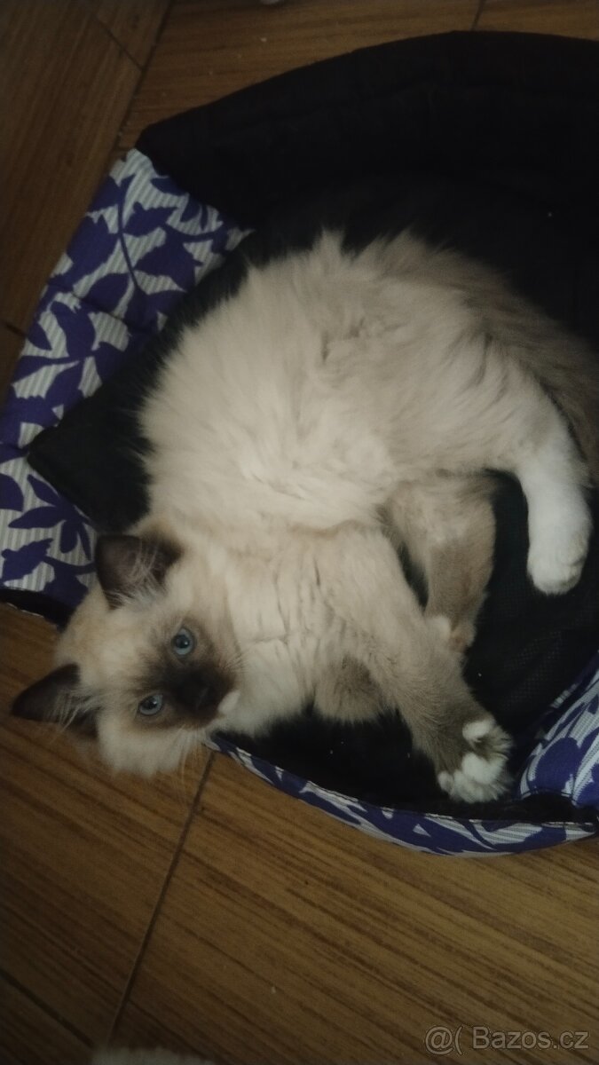 Ragdoll kotatka ( kocourci) - 2