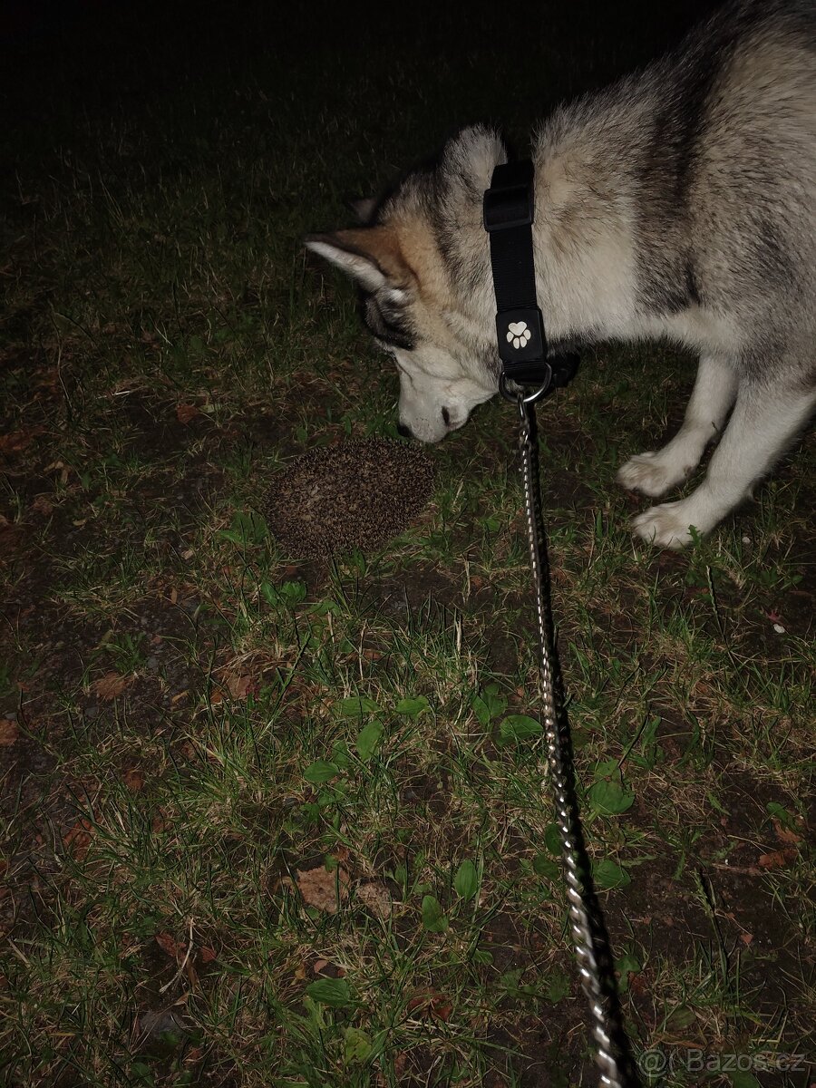 Husky x Malamut - 2