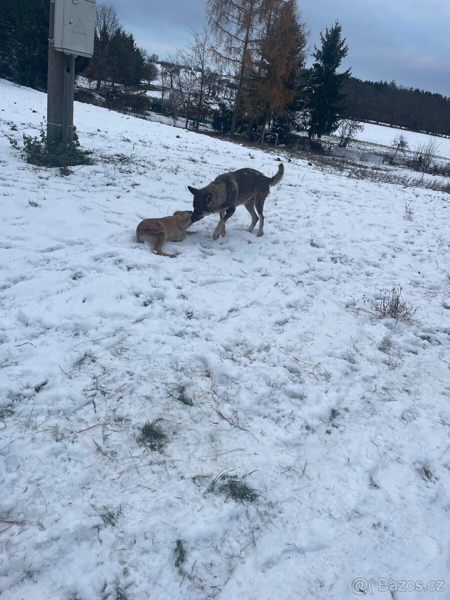 Stejně vlčáka - 2