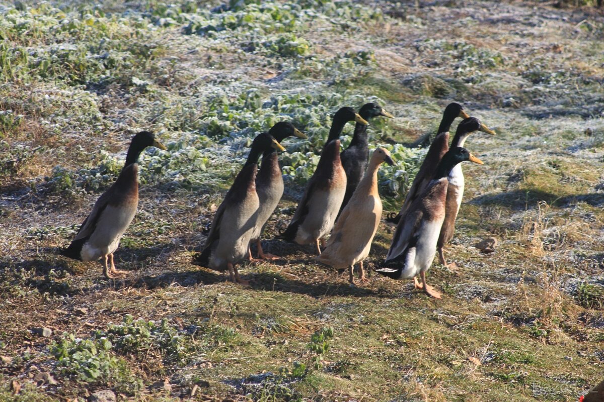 Indický běžec - kačeři - 2