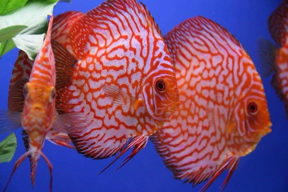 Terčovec -Diskus - 2