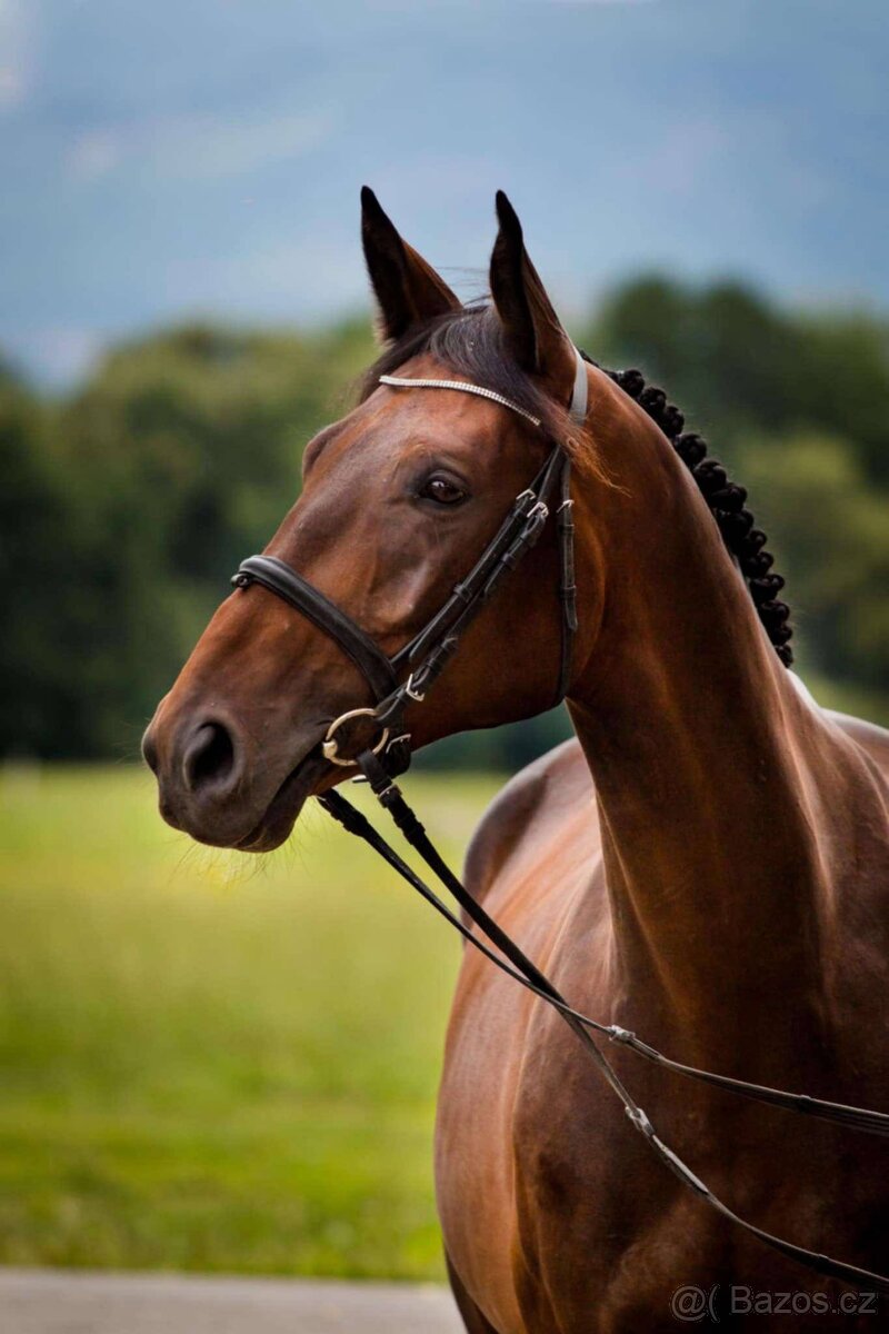 Valach ČT 14let - 2