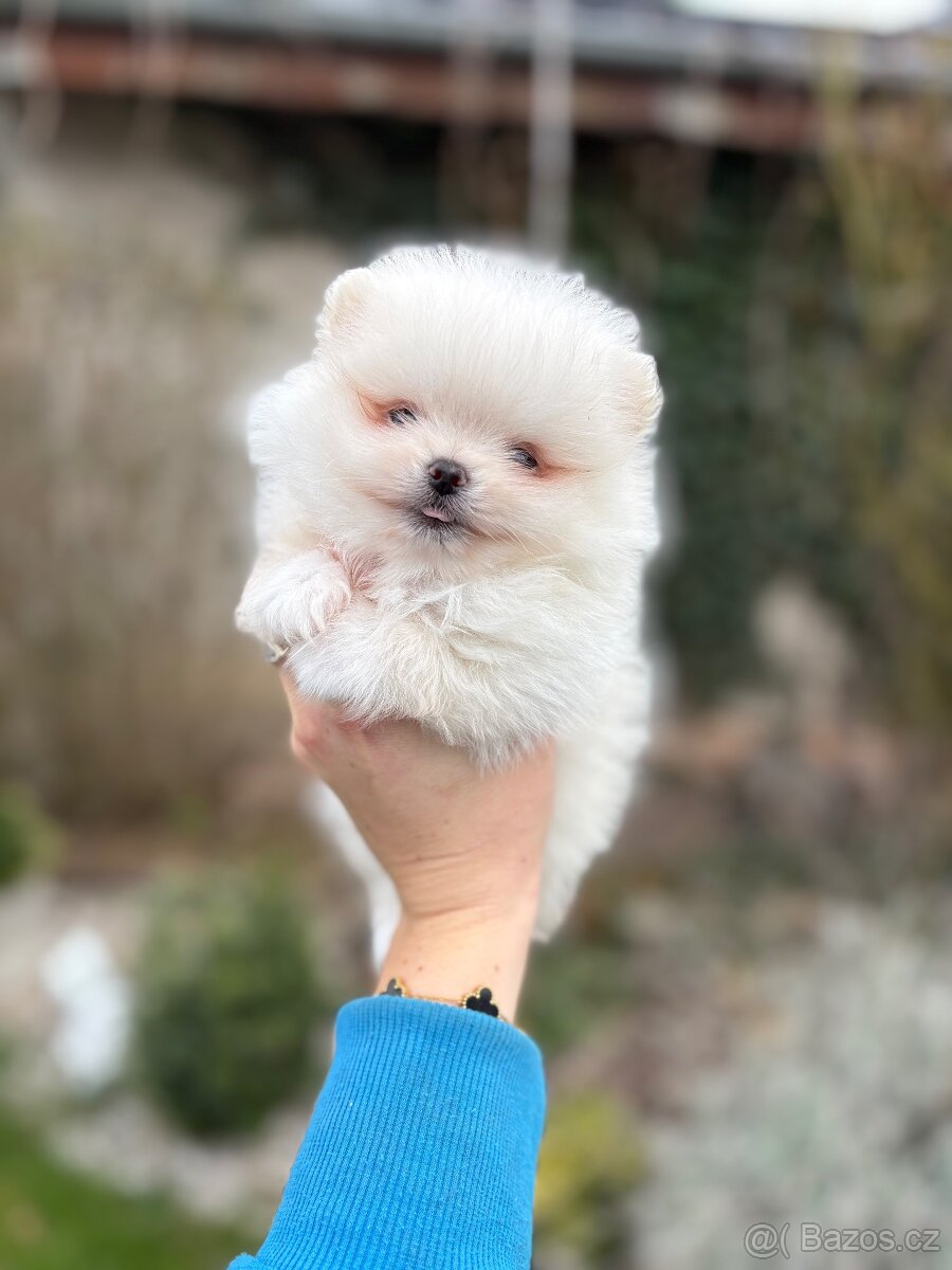 Pomeranian - 2