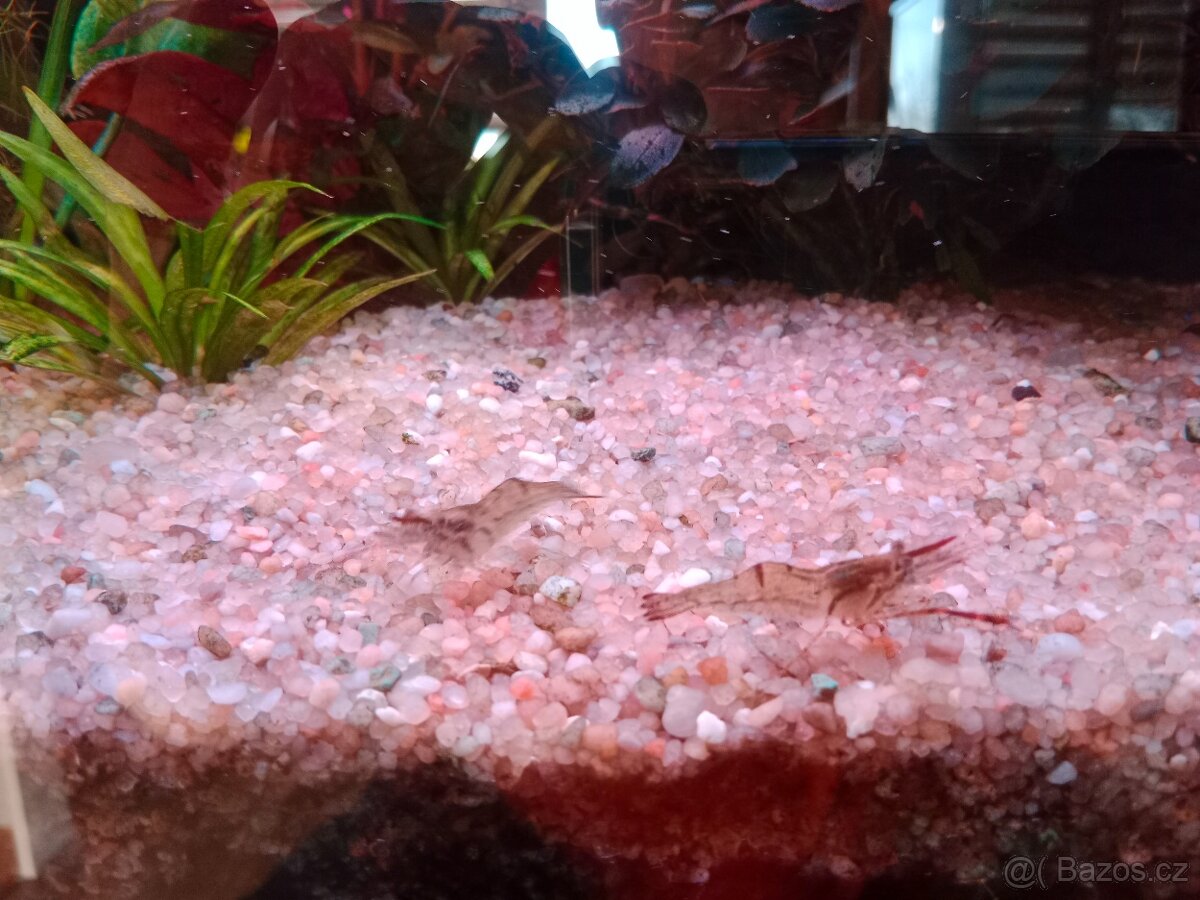 Kreveta čokoládová - 2