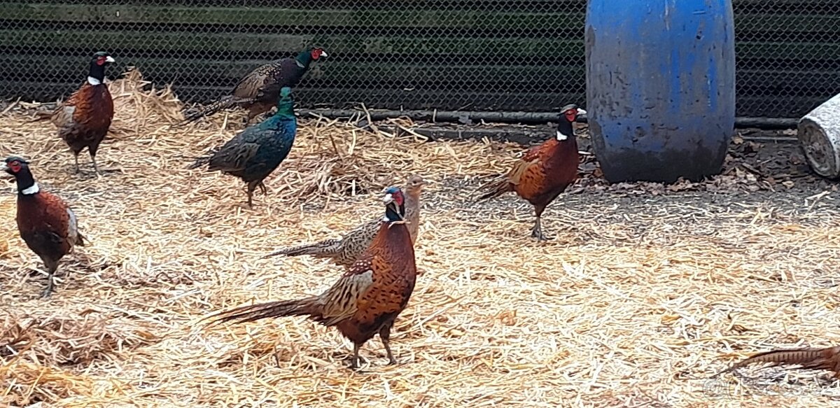 Bažant obecný, - 2