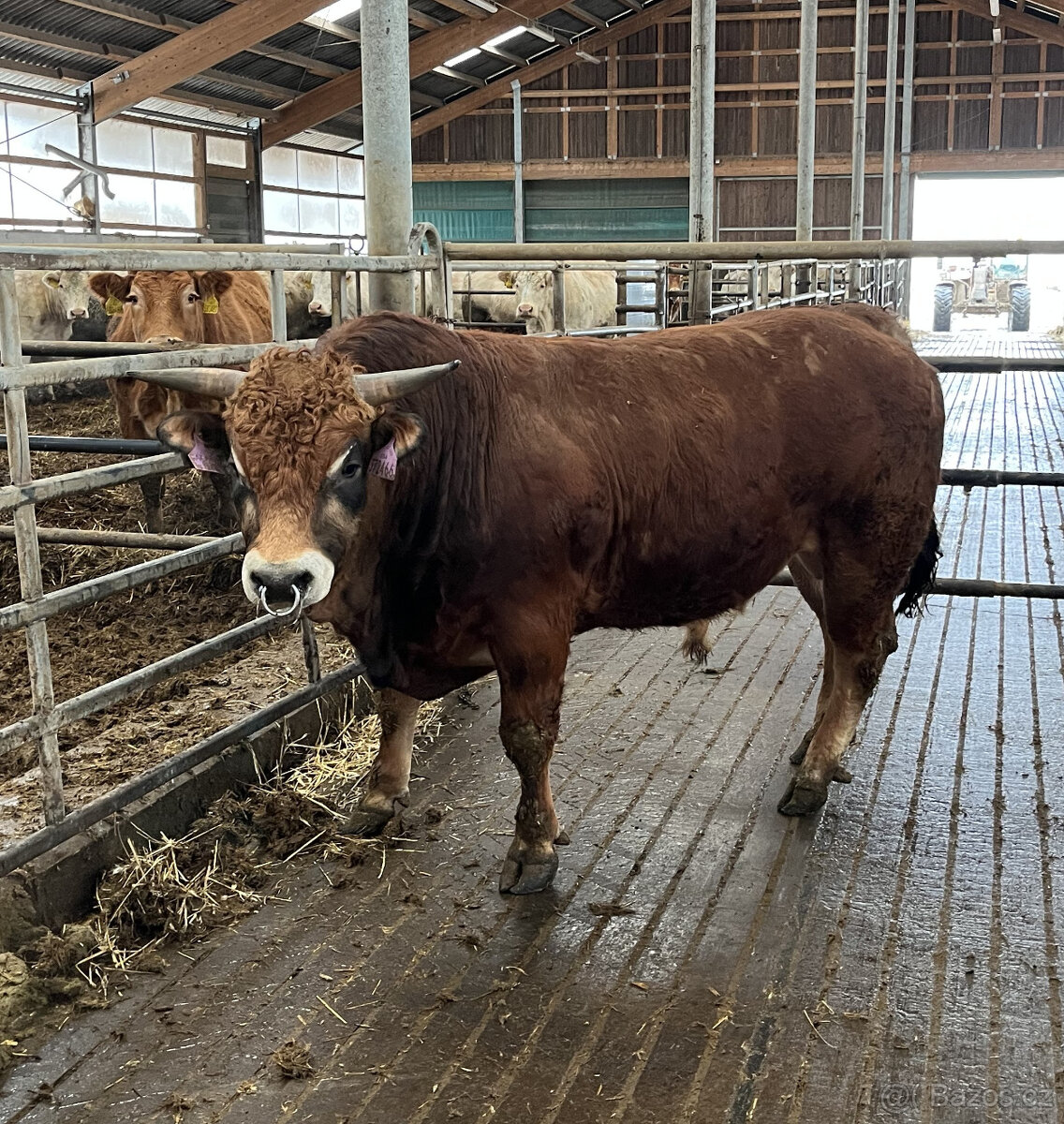 Plemenný býk parthenaise - 2