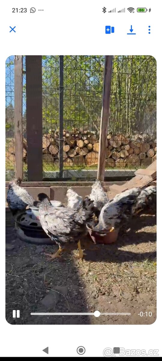 12 tydenni kuřičky plymutky - 2