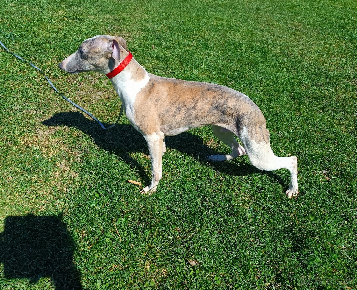 Vipet /Whippet/ - pejsek s PP - 2