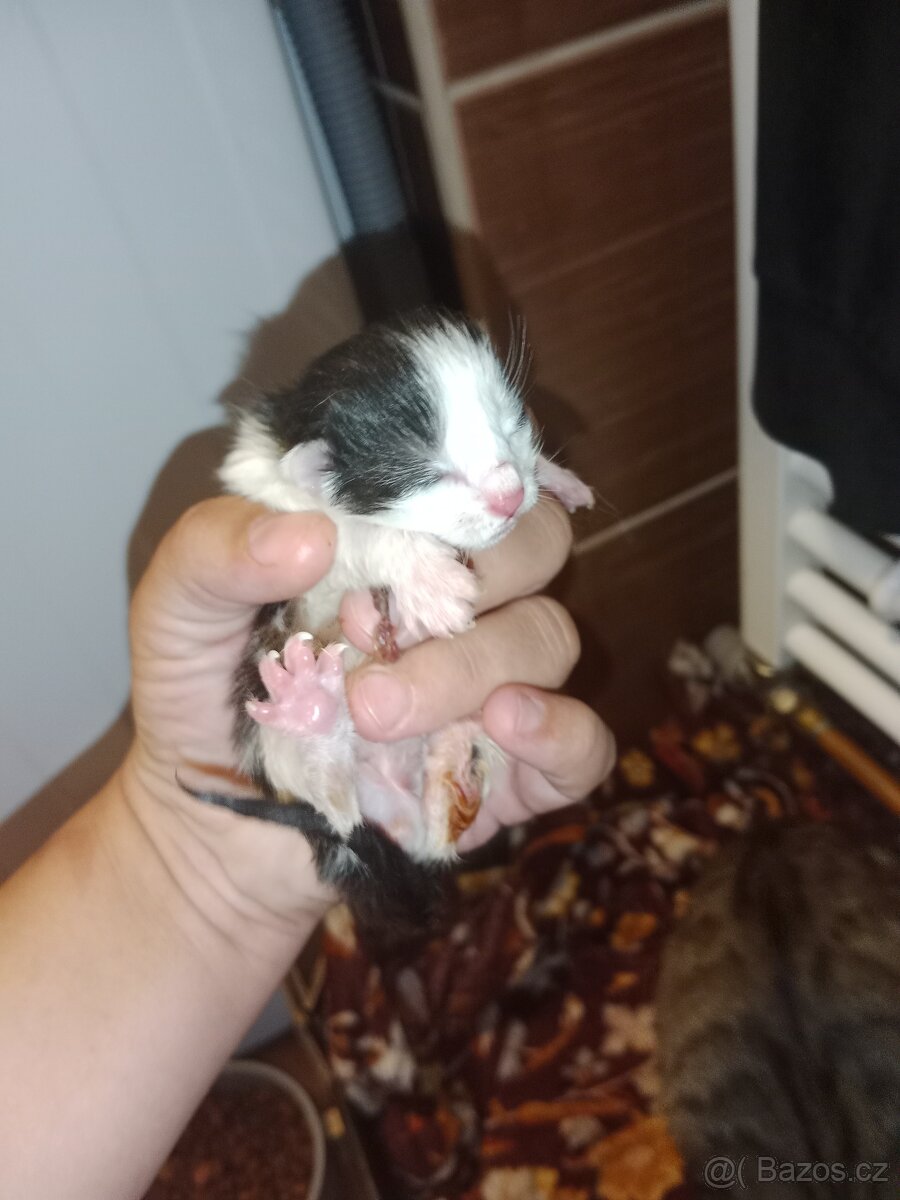 koťátka - 2