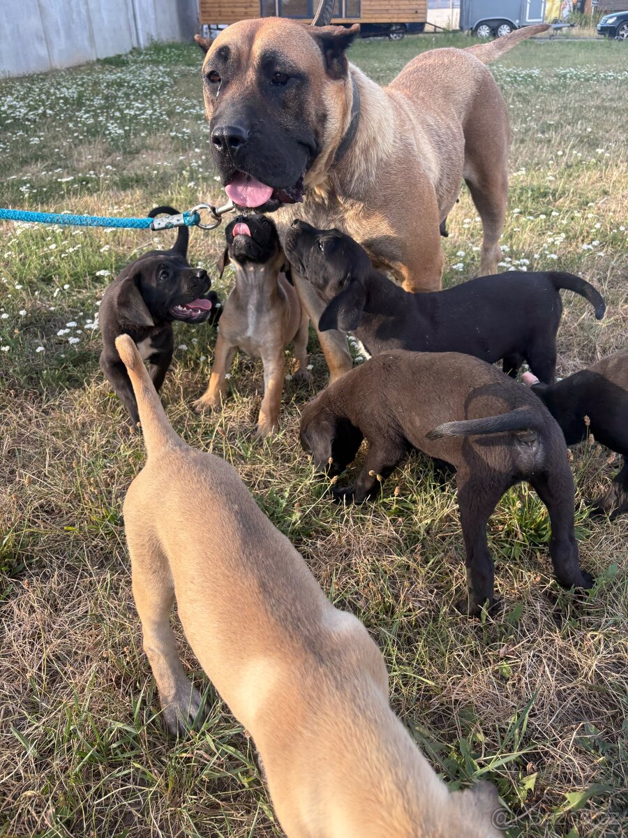 Štěňata cane corso X Presa canaria - 2