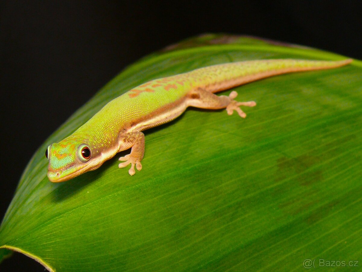 Phelsuma klemmeri, Ph. lineata bombetokensis - 2