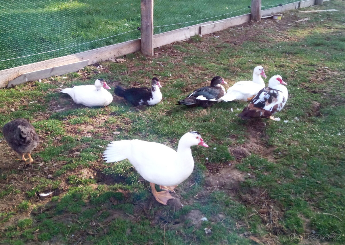 Kačer kachny čínské - pižmové - 2