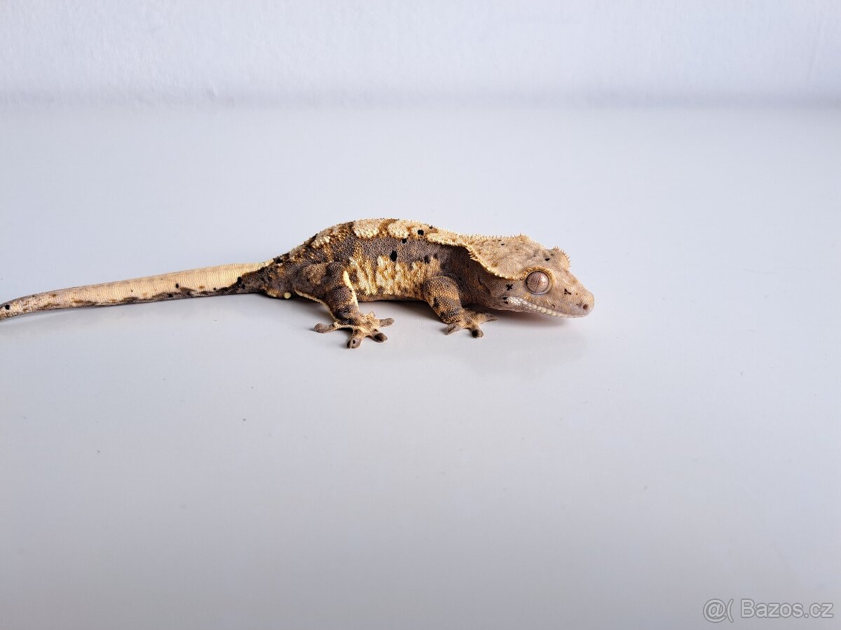 pagekon řasnatý samec. - 2