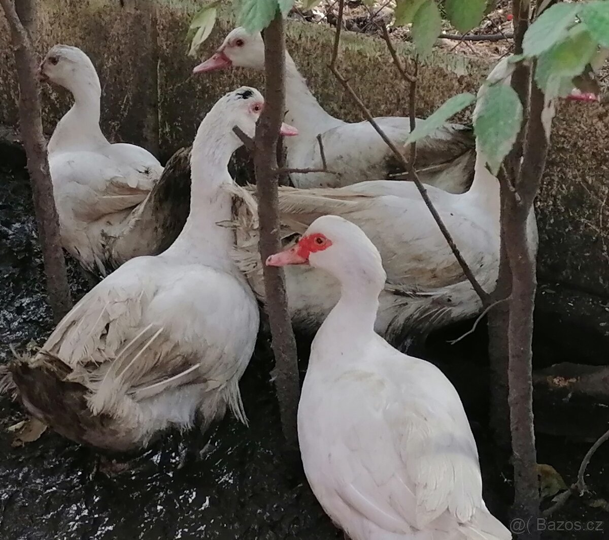 Kachna pyžmová - 2