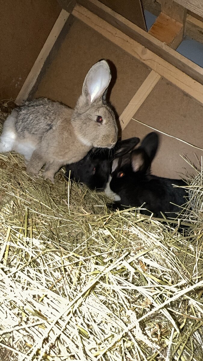 Králíci na prodej - 2