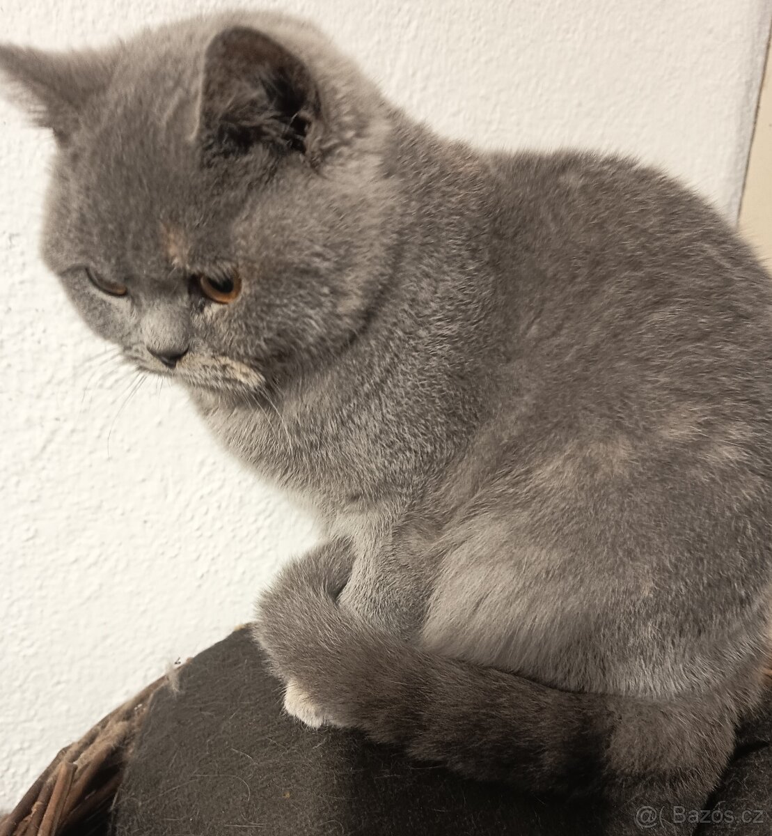 Britská čistokrevná jrýtjisrstý jičučja - 2