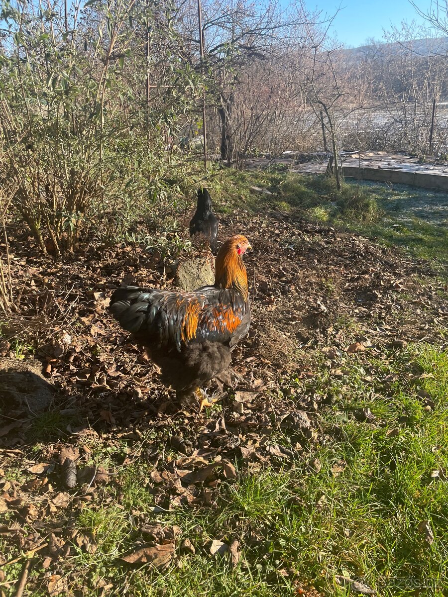 Brahmanka velká kohout - 2