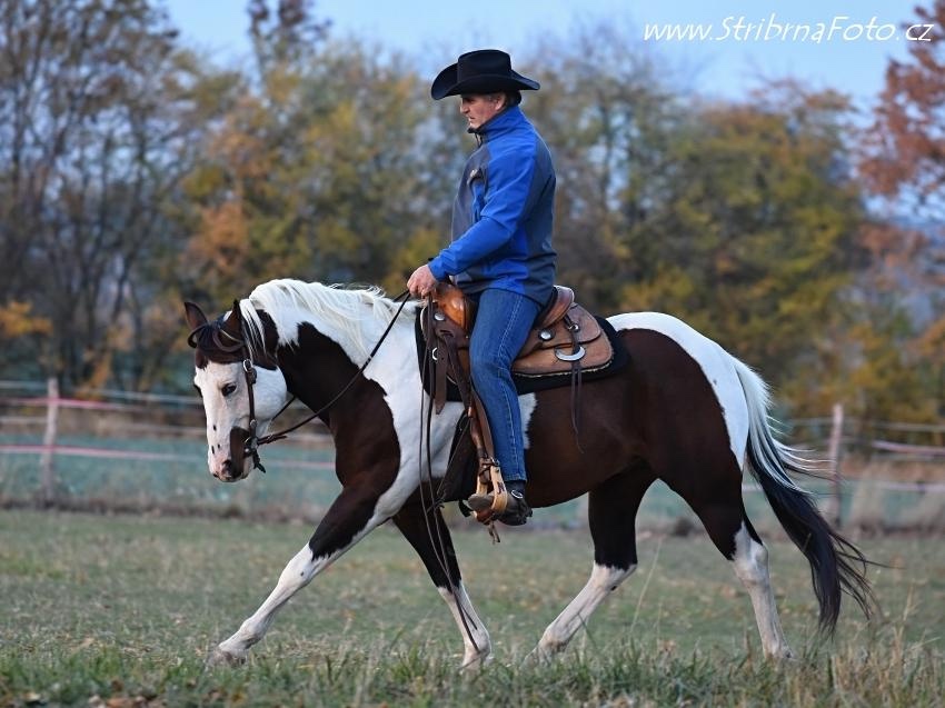 Ranch Rijena nabízí připouštění APH plemeníkem - 2