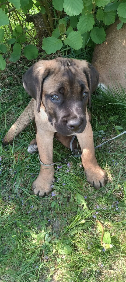 Pes CC bez PP, na krytí - 2