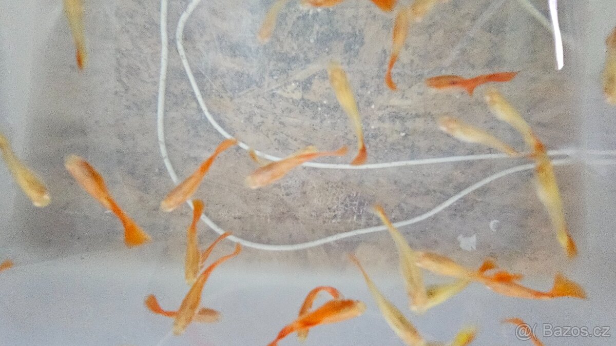 Paví očko albino red - 2